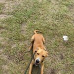 Adoptable (Official) Georgia Dogs for September 3, 2025