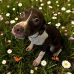 Adoptable (Official) Georgia Dogs for September 8, 2025