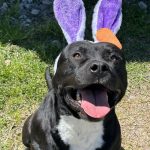 Adoptable (Official) Georgia Dogs for September 9, 2025