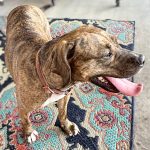 Adoptable (Official) Georgia Dogs for September 10, 2025