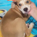 Adoptable (Official) Georgia Dogs for September 12, 2025