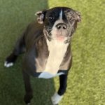 Adoptable (Official) Georgia Dogs for September 16, 2025