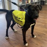 Adoptable (Official) Georgia Dogs for September 17, 2025