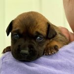 Adoptable (Official) Georgia Dogs for September 19, 2025