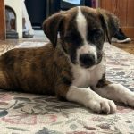 Adoptable (Official) Georgia Dogs for September 22, 2025