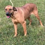 Adoptable (Official) Georgia Dogs for September 23, 2025