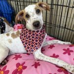 Adoptable (Official) Georgia Dogs for September 24, 2025