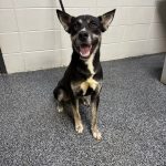Adoptable (Official) Georgia Dogs for September 26, 2025