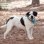 Adoptable (Official) Georgia Dogs for September 29, 2025
