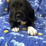 Adoptable (Official) Georgia Dogs for September 30, 2025