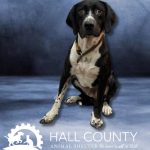 Adoptable (Official) Georgia Dogs for October 1, 2025