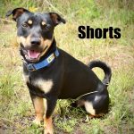 Adoptable (Official) Georgia Dogs for October 3, 2025