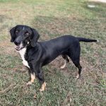 Adoptable (Official) Georgia Dogs for October 6, 2025