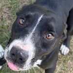 Adoptable (Official) Georgia Dogs for October 7, 2025