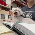 Adoptable (Official) Georgia Dogs for October 8, 2025