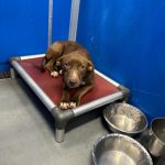 Adoptable (Official) Georgia Dogs for October 10, 2025