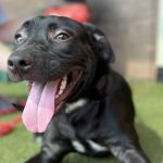 Adoptable (Official) Georgia Dogs for October 13, 2025
