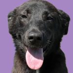 Adoptable (Official) Georgia Dogs for October 14, 2025