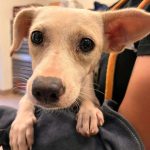 Adoptable (Official) Georgia Dogs  for October 15, 2025