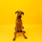 Adoptable (Official) Georgia Dogs for October 17, 2025