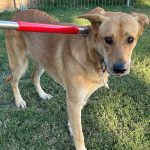 Adoptable (Official) Georgia Dogs for October 20, 2025