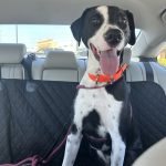 Adoptable (Official) Georgia Dogs for October 21, 2025