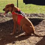 Adoptable (Official) Georgia Dogs for October 22, 2025