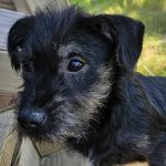 Adoptable (Official) Georgia Dogs for October 24, 2025