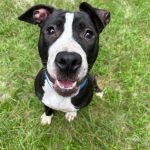 Adoptable (Official) Georgia Dogs for October 27, 2025