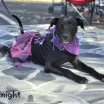 Adoptable (Official) Georgia Dogs for October 29, 2025