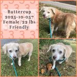 Adoptable (Official) Georgia Dogs for October 31, 2025