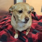 Adoptable (Official) Georgia Dogs for November 3, 2025