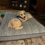 Adoptable (Official) Georgia Dogs for November 4, 2025