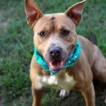 Adoptable (Official) Georgia Dogs for November 5, 2025