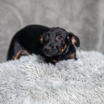Adoptable (Official) Georgia Dogs for November 7, 2025