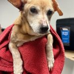 Adoptable (Official) Georgia Dogs for November 10, 2025