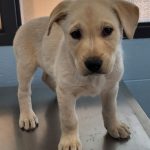 Adoptable (Official) Georgia Dogs for November 11, 2025