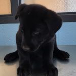Adoptable (Official) Georgia Dogs for November 12, 2025