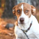 Adoptable (Official) Georgia Dogs for November 14, 2025
