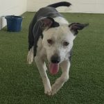 Adoptable (Official) Georgia Dogs for November 17, 2025