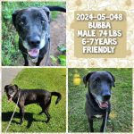 Adoptable (Official) Georgia Dogs for November 18, 2025