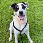 Adoptable (Official) Georgia Dogs for November 19, 2025