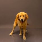 Adoptable (Official) Georgia Dogs for December 2, 2025