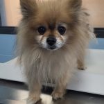 Adoptable (Official) Georgia Dogs for December 3, 2025
