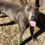 Adoptable (Official) Georgia Dogs for December 5, 2025