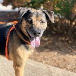 Adoptable (Official) Georgia Dogs for December 9, 2025