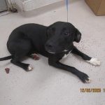 Adoptable (Official) Georgia Dogs for December 10, 2025