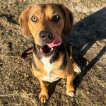 Adoptable (Official) Georgia Dogs for December 12, 2025