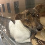 Adoptable (Official) Georgia Dogs for December 15, 2025