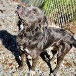 Adoptable (Official) Georgia Dogs for December 16, 2025